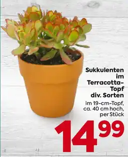Billa Sukkulenten im Terracotta- Topf Angebot