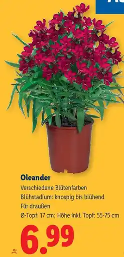 Lidl Oleander Angebot