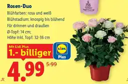 Lidl Rosen duo Angebot