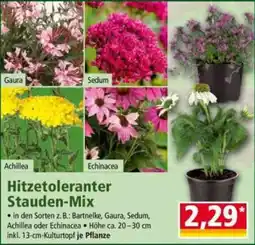 Norma Hitzetoleranter Stauden-Mix Angebot