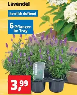 Thomas Philipps Lavendel Angebot