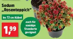 Thomas Philipps Sedum „Rosenteppich“ Angebot