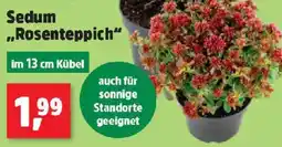 Thomas Philipps Sedum „Rosenteppich“ Angebot
