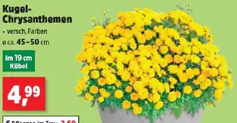 Thomas Philipps Kugel-Chrysanthemen Angebot