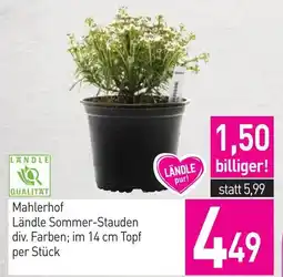 Sutterlüty Mahlhof Ländle Sommer-Stauden Angebot