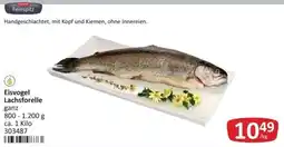 Kastner Eisvogel Lachsforelle Angebot