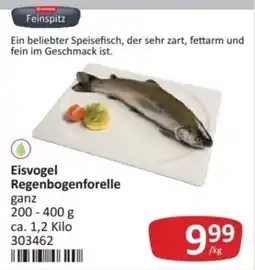 Kastner Eisvogel Regenbogenforelle Angebot