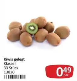 Kastner Kiwis gelegt Angebot