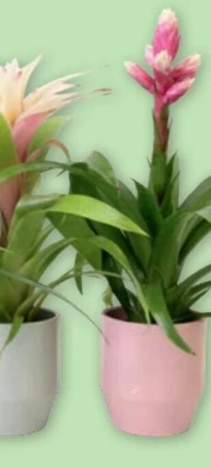 PENNY Bromelie Angebot