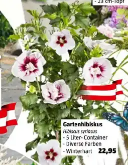 Bauhaus Gartenhibiskus Angebot