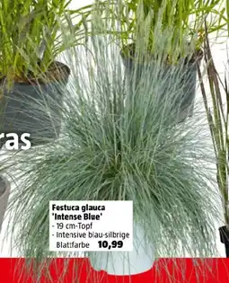 Bauhaus Festuca glauca intense blue Angebot