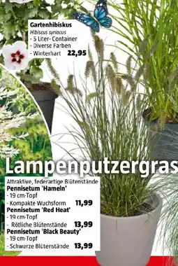 Bauhaus Ziergras Angebot