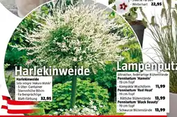 Bauhaus Piardino Ziersträucher-Mix Harlekinweide Angebot