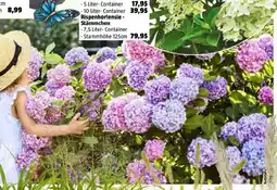 Bauhaus Piardino teller hortensie Angebot