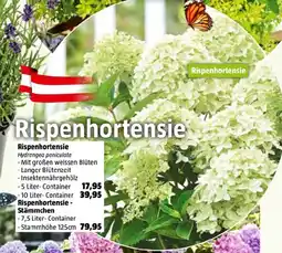 Bauhaus Rispenhortensie Angebot