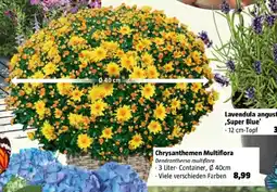 Bauhaus Chrysanthemen multiflora Angebot