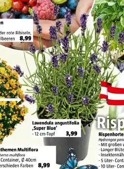 Bauhaus Lavendula angustifolia super blue Angebot