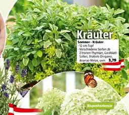 Bauhaus Sommer Kräuter Angebot