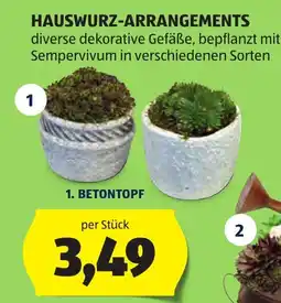 Hofer 1. Betontopf Angebot