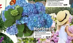 Bauhaus Hortensie Angebot