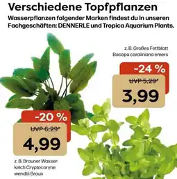 ZOO & Co Brauner Wasserkelch Cryptocoryne wendtii Braun Angebot