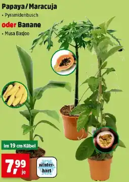 Thomas Philipps Papaya/Maracuja oder Banane Angebot
