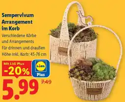 Lidl Sempervivum arrangement im korb Angebot