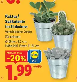 Lidl Kaktus Sukkulente im Zinkeimer Angebot