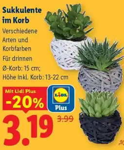 Lidl Sukkulente im korb Angebot