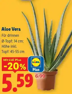 Lidl Aloe Vera Angebot