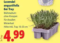 Lidl Lavendel angustifolia Angebot