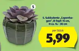 Hofer Sukkulenten „Copenhagen“ Angebot