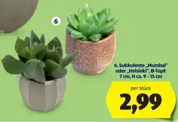 Hofer Sukkulente „Mumbai“ oder „Helsinki“ Angebot