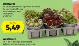 Hofer HAUSWURZ Angebot