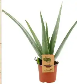 Eurospar Aloe Vera Angebot