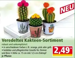 Norma Veredeltes Kakteen-Sortiment Angebot