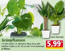 Norma Grünpflanzen Angebot