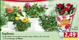 Norma Topfrose Angebot