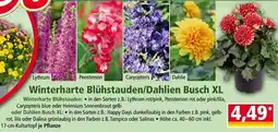 Norma Winterharte Blühstauden/Dahlien Busch XL Angebot