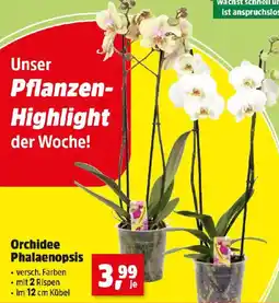 Thomas Philipps Orchidee Phalaenopsis Angebot