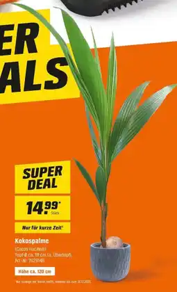 OBI Kokospalme (Cocos nucifera) Angebot