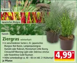 Norma Ziergras Angebot