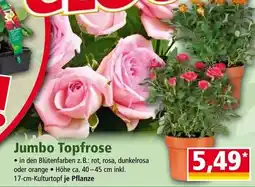Norma Jumbo Topfrose Angebot