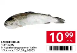 Transgourmet Lachsforelle Angebot