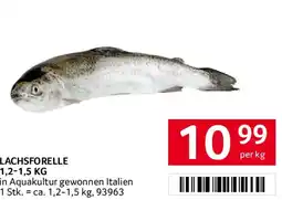 Transgourmet Lachsforelle Angebot