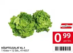Transgourmet Häuptelsalat KL.1 Angebot