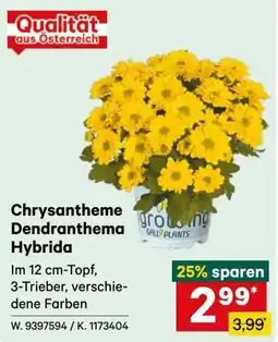 Lagerhaus Chrysantheme Dendranthema Hybrida Angebot