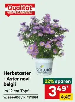 Lagerhaus Herbstaster - Aster novi belgii Angebot