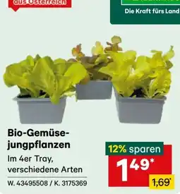 Lagerhaus Bio-Gemüse-jungpflanzen Angebot