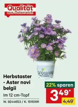 Lagerhaus Herbstaster - Aster novi belgii Angebot